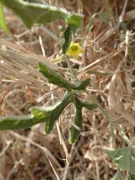 Image result for Cucumis ficifolius