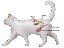 Just having kidney stones may not cause any symptoms, but when they begin to move or pass into your ureter (ureteral stones), you will likely experience symptoms. Feline Lower Urinary Tract Disease Cornell University College Of Veterinary Medicine