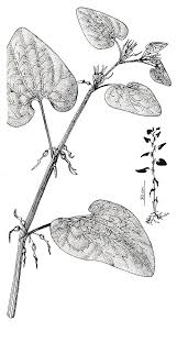 Image result for Aristolochiaceae