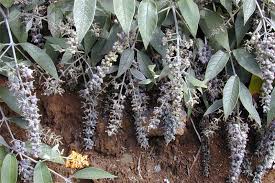 Image result for Buddleja madagascariensis