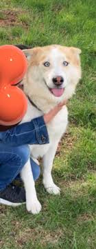 Reunited! Like Comment Share Bondurant Missing Pets (Official) Official  Lauryn Feauto 3m Black dog hanging out around Morris elementary. Not sure  which direction the pup went after the video ended. ring Like