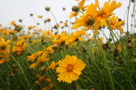 We did not find results for: 213 365 Field Of Yellow Flowers Zarcero Costa Rica Mapwanderer
