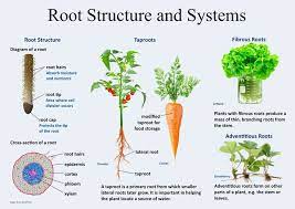 Root Structures And Systems Plant Structure Root Structure Plant Lessons