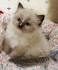 Ragdoll kitten names - CatsNames
