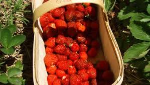 Willy Hagmeyer Producteur De Fraises A Balbronn