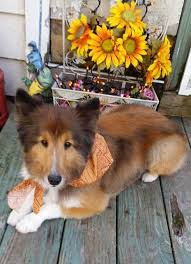 Just Returned From The Groomer For A Haircut Sheltie Shetland Sheep Shetland Sheepdog