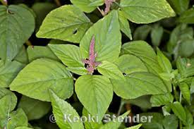 Image result for Amaranthus viridis