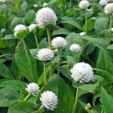Gomphrena White Flower Seeds In 2021 White Flowers Flower Seeds Late Summer Flowers
