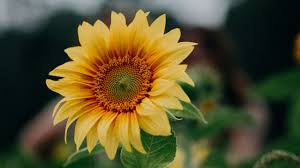 Check spelling or type a new query. Wallpaper Flower Summer Sunflower Field Wallpapers Hd