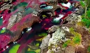 Image result for rainbow river in colombia facts