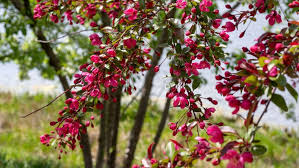 Branch with beautiful pink flowers ( flowering almond ). 7 Small Flowering Trees For Small Spaces Arbor Day Blog