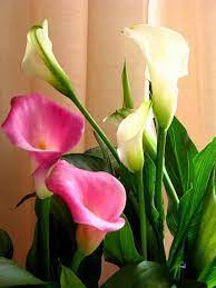 How To Grow And Care For Calla Lilies In Containers Lily Plants Calla Lily Flowers Calla Lily