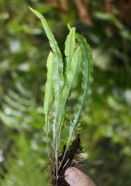 Image result for Elaphoglossum kivuense