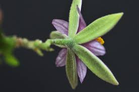 Image result for Grewia holtzii