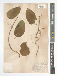 Image result for Tacazzea apiculata