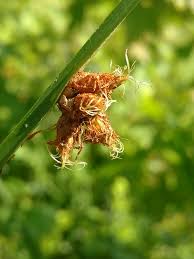 Image result for Schoenoplectus sp.no.3