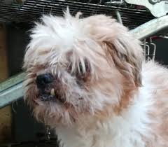 Vorrei adottare un cucciolo di cane di taglia piccola (max. Da Adottare Canile Di Vigevano