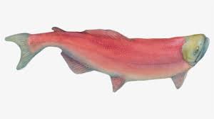 Sockeye Salmon Hd Png Download Transparent Png Image Pngitem 2597x2541px filesize atlantic salmon sockeye salmon chum salmon brown trout smoked salmon, salmon png. sockeye salmon hd png download
