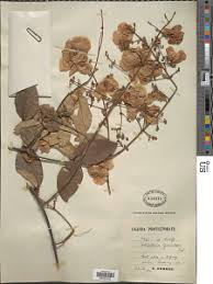 Image result for Flabellaria paniculata