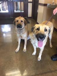 Maybe you would like to learn more about one of these? Adopt Texas Dallas Needs Foster Soren On Petfinder Adoption Find Pets The Fosters