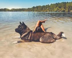 Mood Of The Day Sunbathing Under High Security With My Bodyguard What Else Bronzette Sous Haute Protection Je V Akita Dog Dog Breeds Akita Puppies