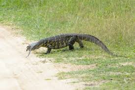 Maybe you would like to learn more about one of these? 10 Exotic Pets That Escaped And Multiplied In The Florida Wilderness Listverse