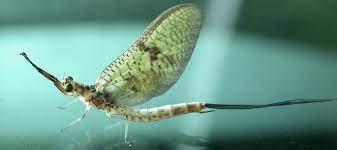 How long does a mayfly infestation last? How To Get Rid Of Mayflies Abc Blog