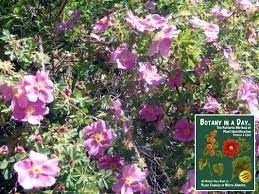 Rosaceae Rose Family Identify Plants Flowers Shrubs And