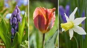 Flowers bulbs for sale online. Best Places To Buy Bulbs Online Garden Gate