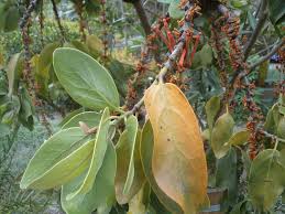Image result for Phragmanthera usuiensis