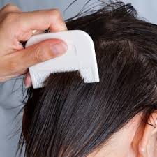 Problems with pubic lice begin when a person has particularly dense pubic hair or cannot see clearly their genitalia. Getting Rid Of Head Lice Thriftyfun