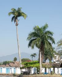 Image result for Roystonea oleracea