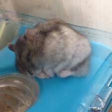 Like A Glove Cute Hamsters Hamster Funny Animals