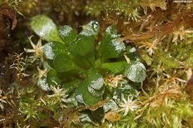 Image result for Genlisea africana