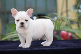 Check spelling or type a new query. French Bulldog Puppies For Sale Price In Hyderabad Mr N Mrs Pet