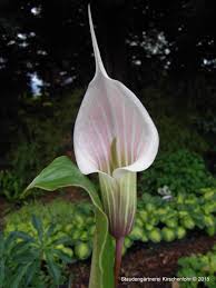 Mail order nursery with a large range of rare and unusual perennials and other plants. Arisaema Candidissimum A
