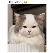 We know you bald OG, you aint gotta make ya player bald too. 🤣🤣🤣