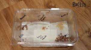You want them moist but not dripping wet. Germinating Seeds On Paper Towels Rootsy Network