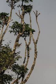 Image result for Angraecopsis malawiensis