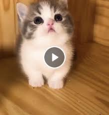 Cute Kitties Panosundaki Pin