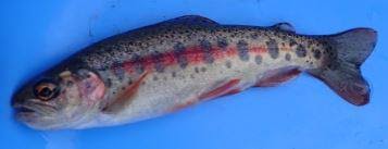 Des milliers de nouvelles images de grande qualité ajoutées chaque jour. Bonjour A Tous Federation De Peche Des Bouches Du Rhone Facebook