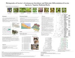 Image result for Swertia kilimandscharica