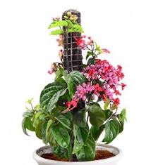 Tanaman passiflora merambat sangat cepat. Detail Gambar Jual Bibit Tanaman Hias Merambat Bunga Nona Makan Sirih Ungu