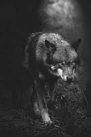 Ash He Is Usually Mean Ad Aggressive I Wouldn T Mess With Him If I Were You Male Pack Firepack Plaued By Me Wolf Dog Animals Beautiful Wolf Love