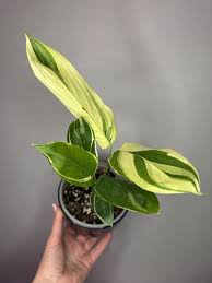 Image result for Maranta arundinacea