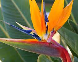 Strelitzia Reginae 6 Graines Bird Of Paradise Grue Lilly Etsy Fleurs Exotiques Oiseau Du Paradis Fleurs Uniques