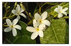 Image result for Holarrhena floribunda