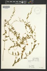 Image result for Astripomoea grantii