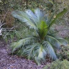 Image result for Zamiaceae