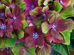Bauernhortensie Schloss Wackerbarth Hydrangea Macrophylla Saxon Schloss Wackerbarth Gunstig Online Kaufen Hydrangea Macrophylla Bauernhortensie Pflanzideen